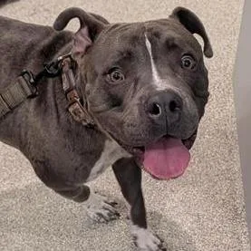 An adult large-sized male Gray / Blue / Silver Mixed Breed dog named Messi for adoption in Jacksonville, FL