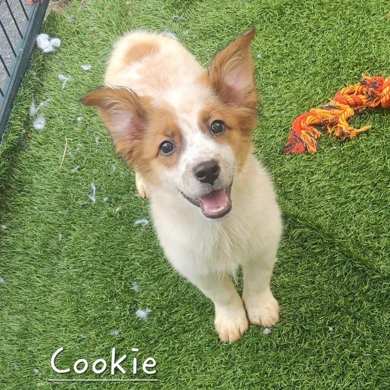 Cookie thumbnail 2