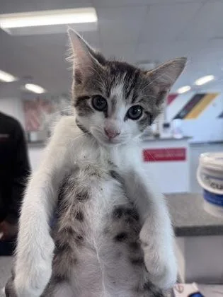 A baby small-sized female Domestic Short Hair cat named Esme for adoption in West Chester, PA