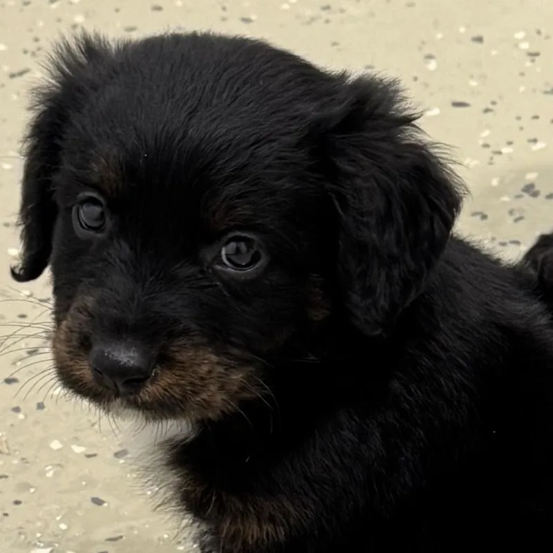 Archie