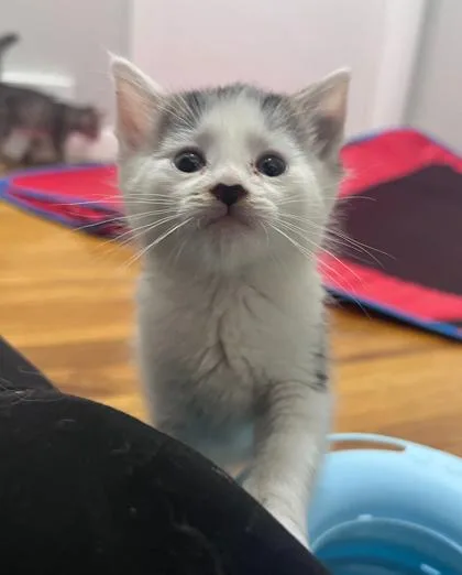 A baby medium-sized male Domestic Short Hair cat named Saffron for adoption in Elmira, NY