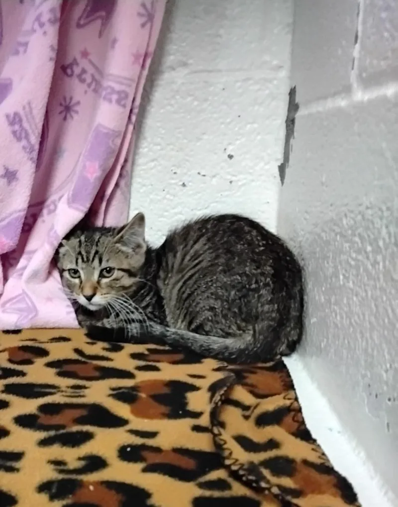 A baby medium-sized male Domestic Short Hair cat named Tobytha for adoption in Ada, OK