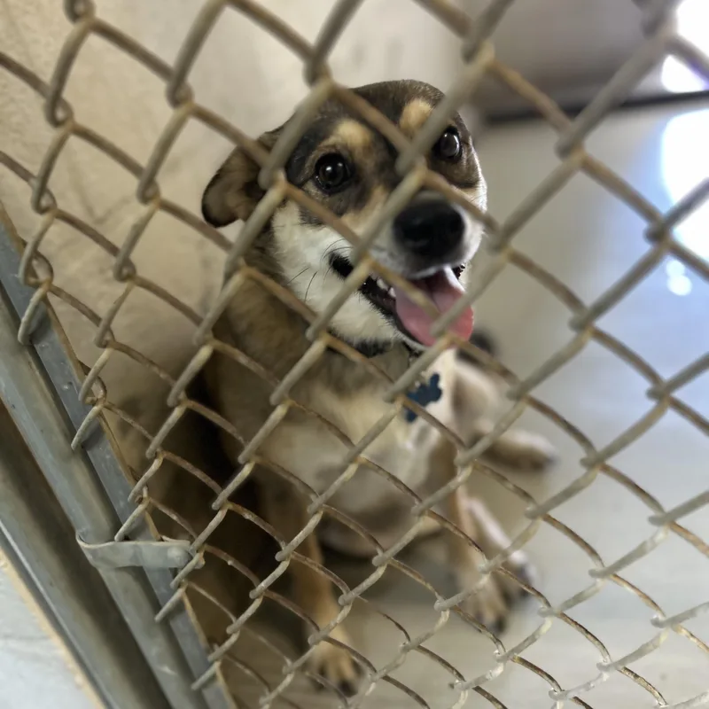 A young medium-sized female Tricolor (Brown, Black, & White) Chihuahua dog named Lola for adoption in Seguin, TX
