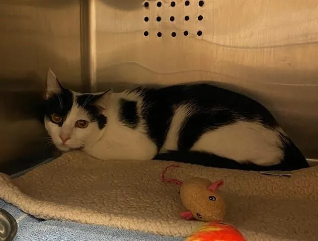 A young small-sized male Domestic Medium Hair cat named Hunter for adoption in Rancho Cucamonga, CA