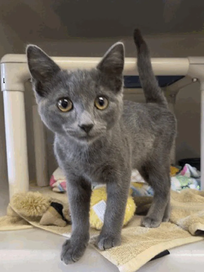 A young small-sized male Gray / Blue / Silver Domestic Short Hair cat named Lazuli for adoption in Santa Cruz, CA