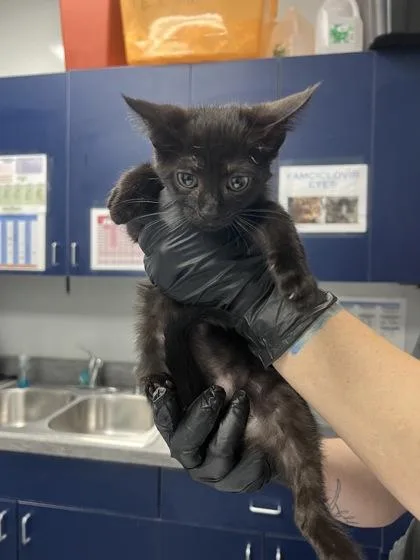 A young small-sized female Domestic Short Hair cat named B Elsa for adoption in North Charleston, SC