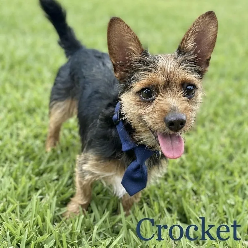 Crocket