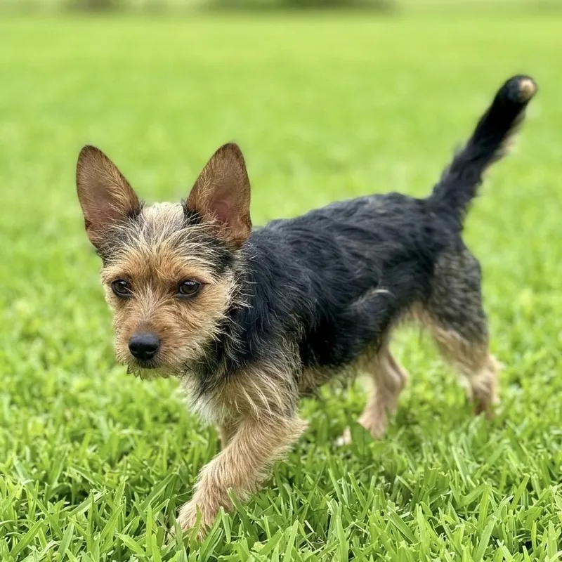 Crocket thumbnail 3