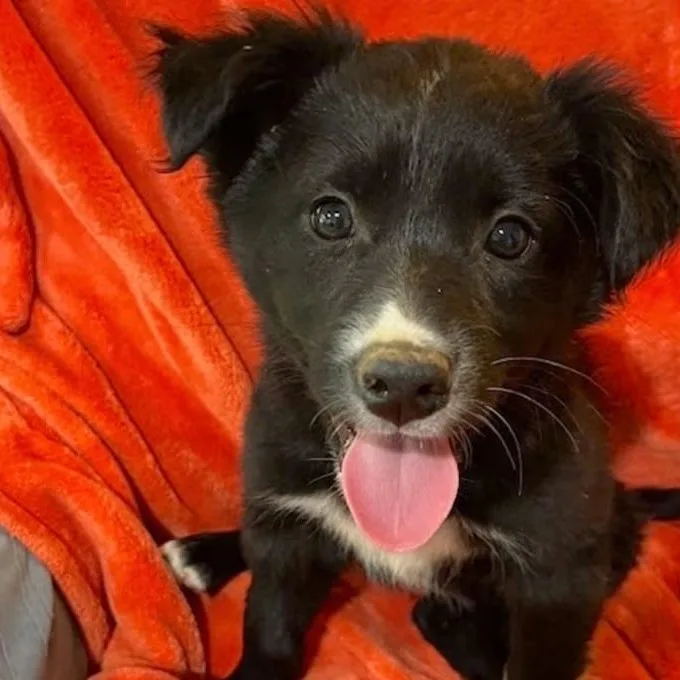 A young medium-sized male Black Mixed Breed dog named Ella Langley for adoption in Nantucket, MA