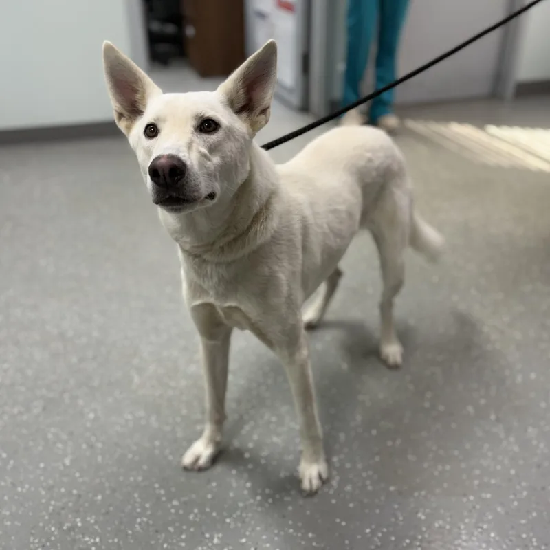 An adult medium-sized female White / Cream Shepherd dog named Ghost for adoption in Bardstown, KY