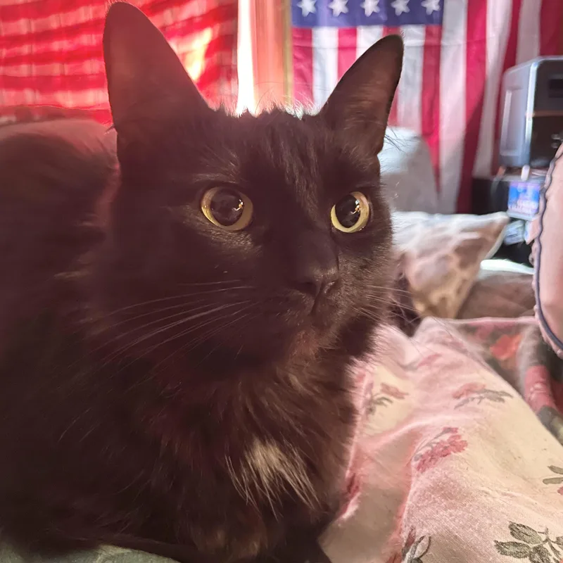 A young medium-sized female Black Domestic Medium Hair cat named Turvy for adoption in Richmond, VA