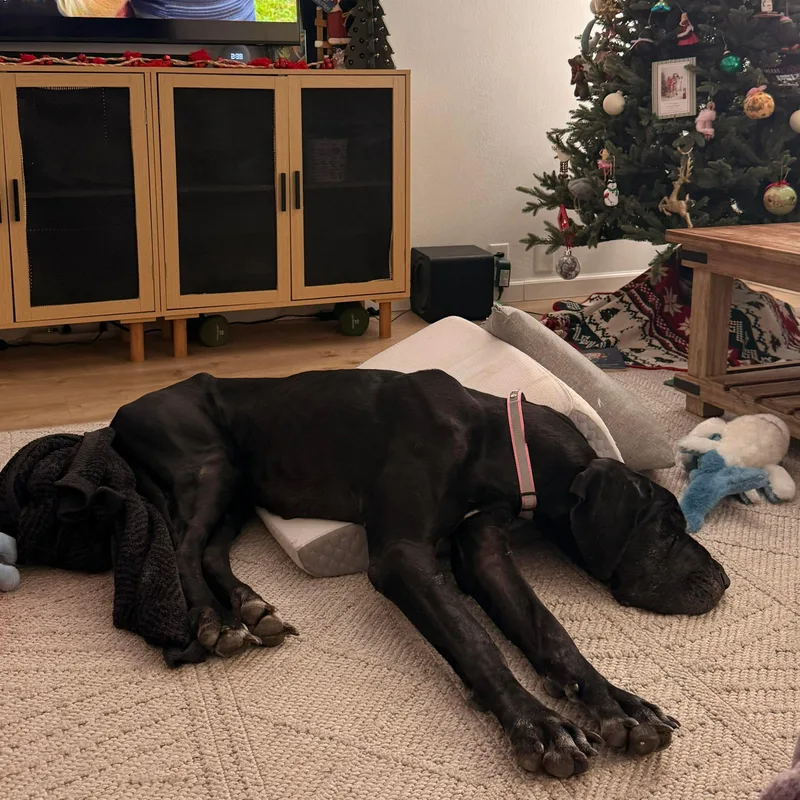 A senior extra large-sized female Black Great Dane dog named Abby for adoption in Bullard, TX