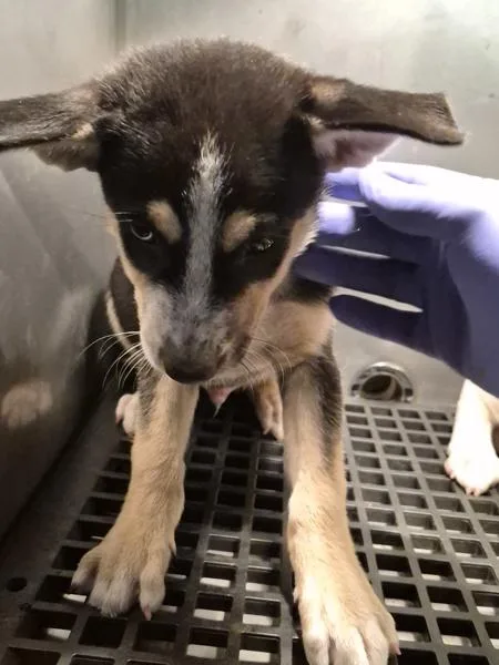A baby small-sized male Terrier dog named Pen for adoption in Lawrenceville, GA