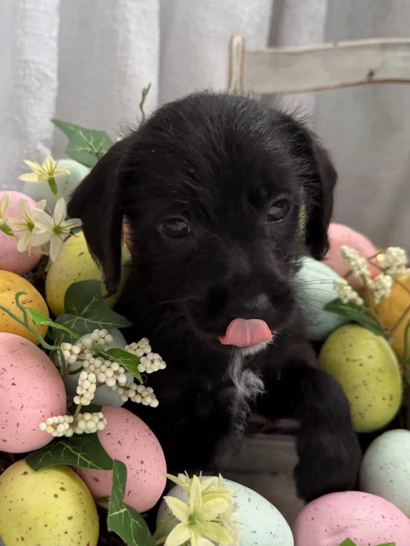 Squid  Noodle Pup thumbnail 2