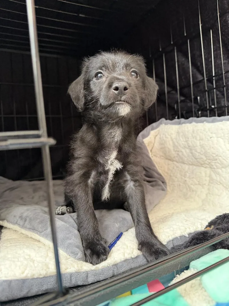 Squid  Noodle Pup thumbnail 3