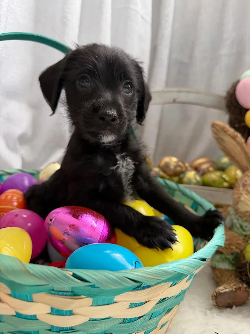 Squid  Noodle Pup thumbnail 4