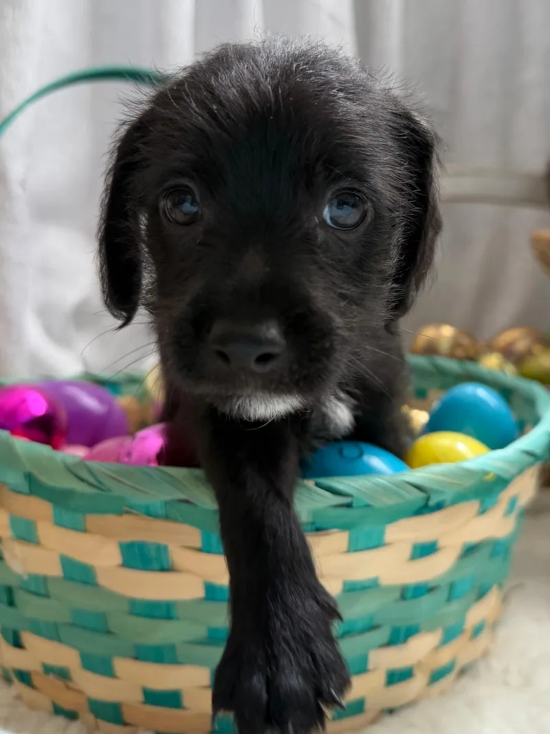 Squid  Noodle Pup thumbnail 5