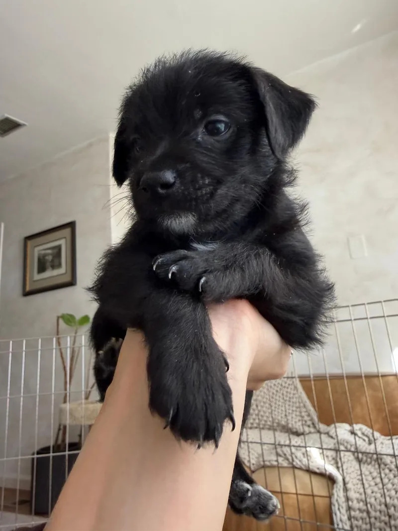 Squid  Noodle Pup thumbnail 6