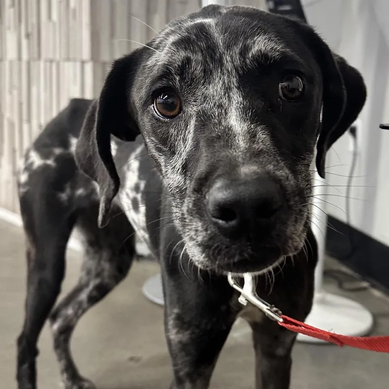 A young medium-sized female Black Catahoula Leopard Dog dog named Lottie for adoption in Clearwater, FL