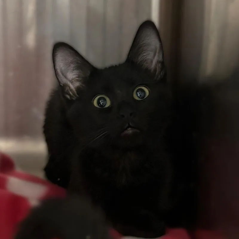 A baby small-sized female Black Domestic Short Hair cat named Mystique for adoption in Davenport, IA