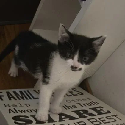 A baby small-sized female Domestic Short Hair cat named Francis for adoption in Fishers, IN