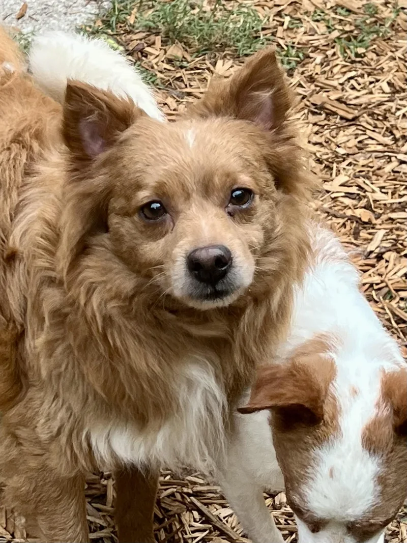 An adult small-sized male Mixed Breed dog named Sergei for adoption in Mt Pleasant, SC