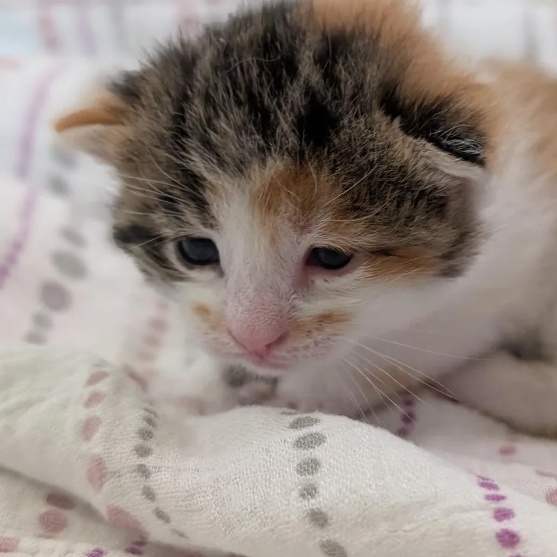A baby small-sized female Domestic Short Hair cat named Locket for adoption in Portage, MI