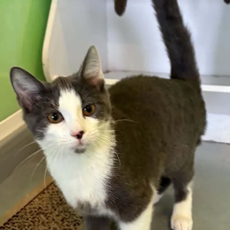 A young medium-sized female Domestic Short Hair cat named Pheobe for adoption in Barboursville, WV