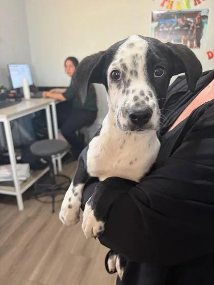 An adult medium-sized male Pointer dog named Beans for adoption in Mansfield, TX