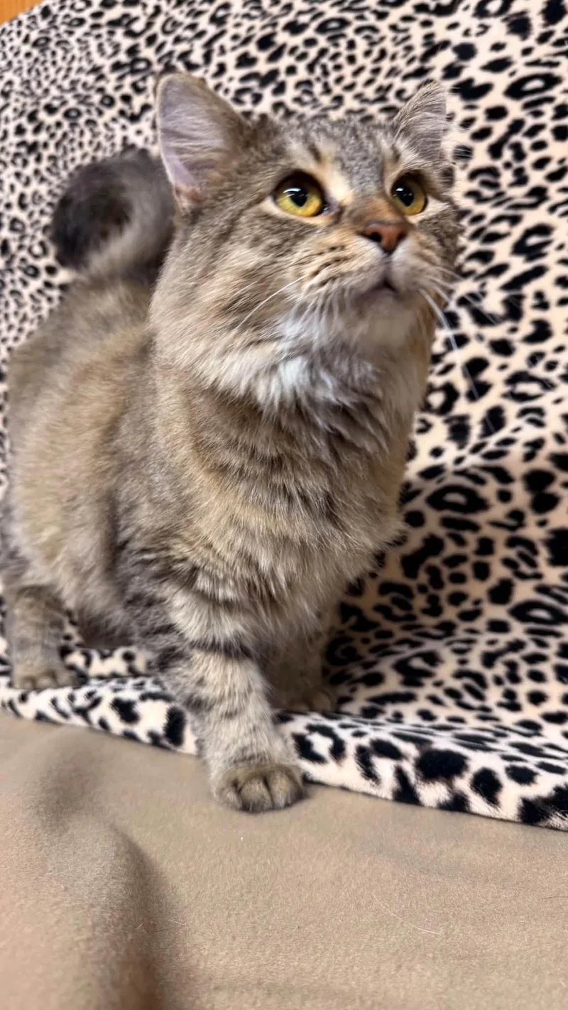 An adult small-sized female Domestic Medium Hair cat named Queenie for adoption in Fort Madison, IA