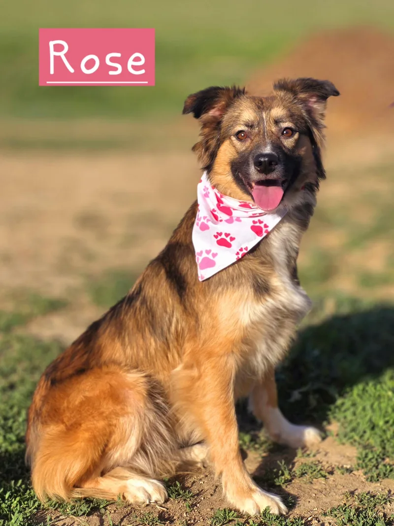 Rose