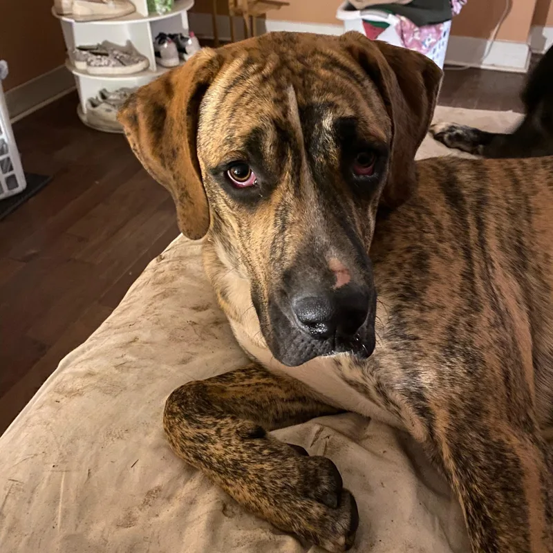 Duke Wayne ~ Friendly thumbnail 3