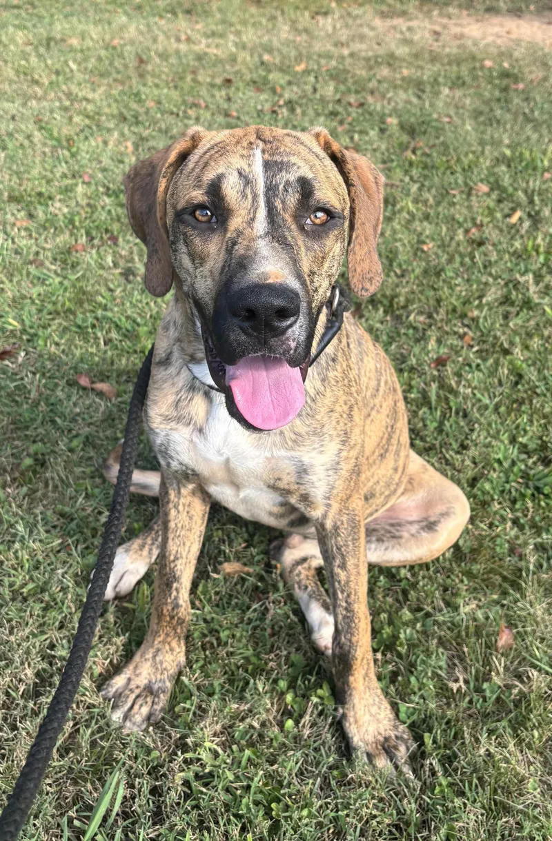 Duke Wayne ~ Friendly thumbnail 4