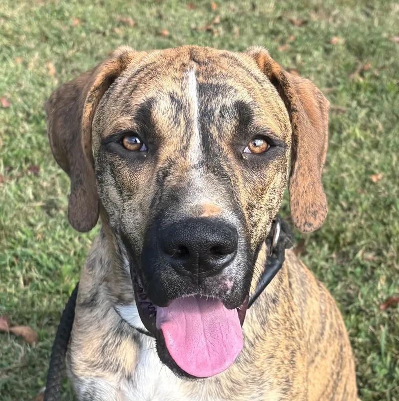 Duke Wayne ~ Friendly thumbnail 5