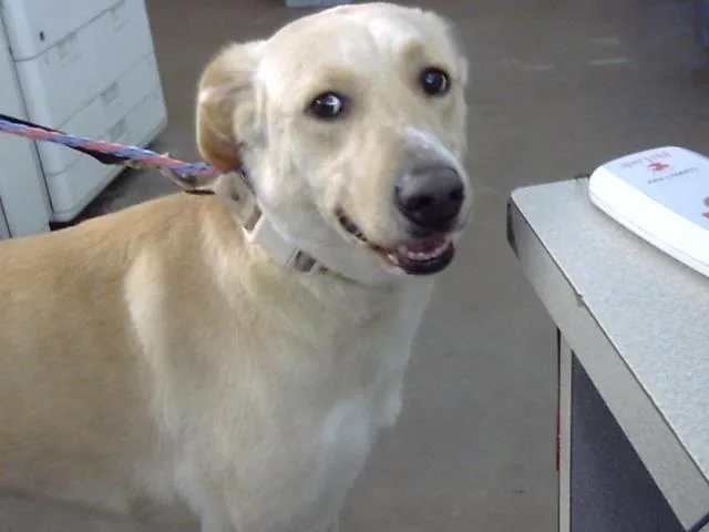 An adult large-sized female Mixed Breed dog named Wonton for adoption in Dallas, TX