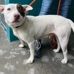An adult medium-sized female White / Cream American Staffordshire Terrier dog named Annika for adoption in Cumberland, RI