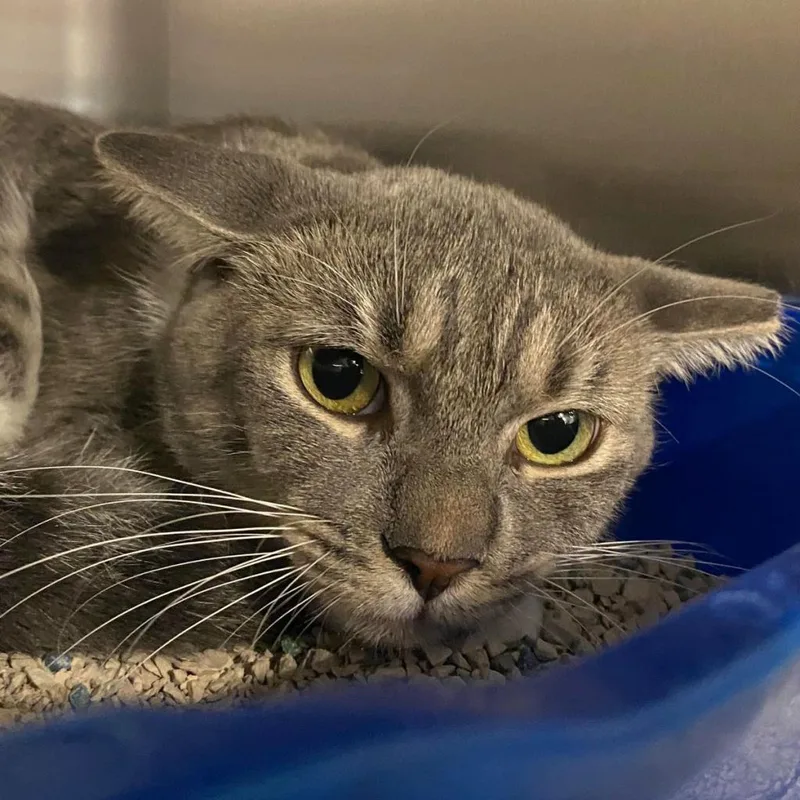 Kangaroo thumbnail 2