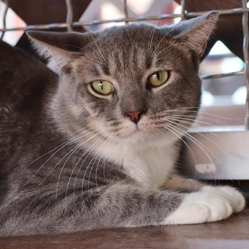 Kangaroo thumbnail 4