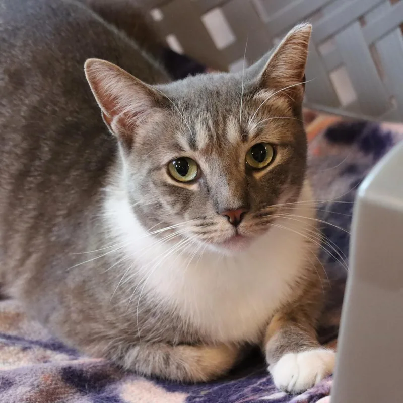 Kangaroo thumbnail 5