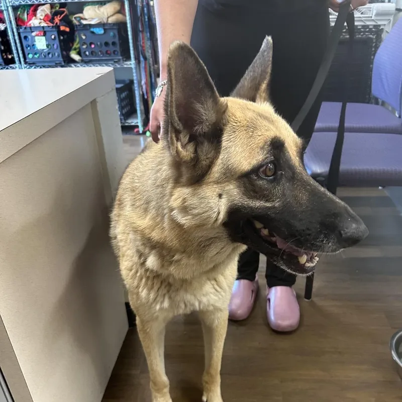 A senior large-sized female Yellow / Tan / Blond / Fawn German Shepherd Dog dog named Freida for adoption in League City, TX