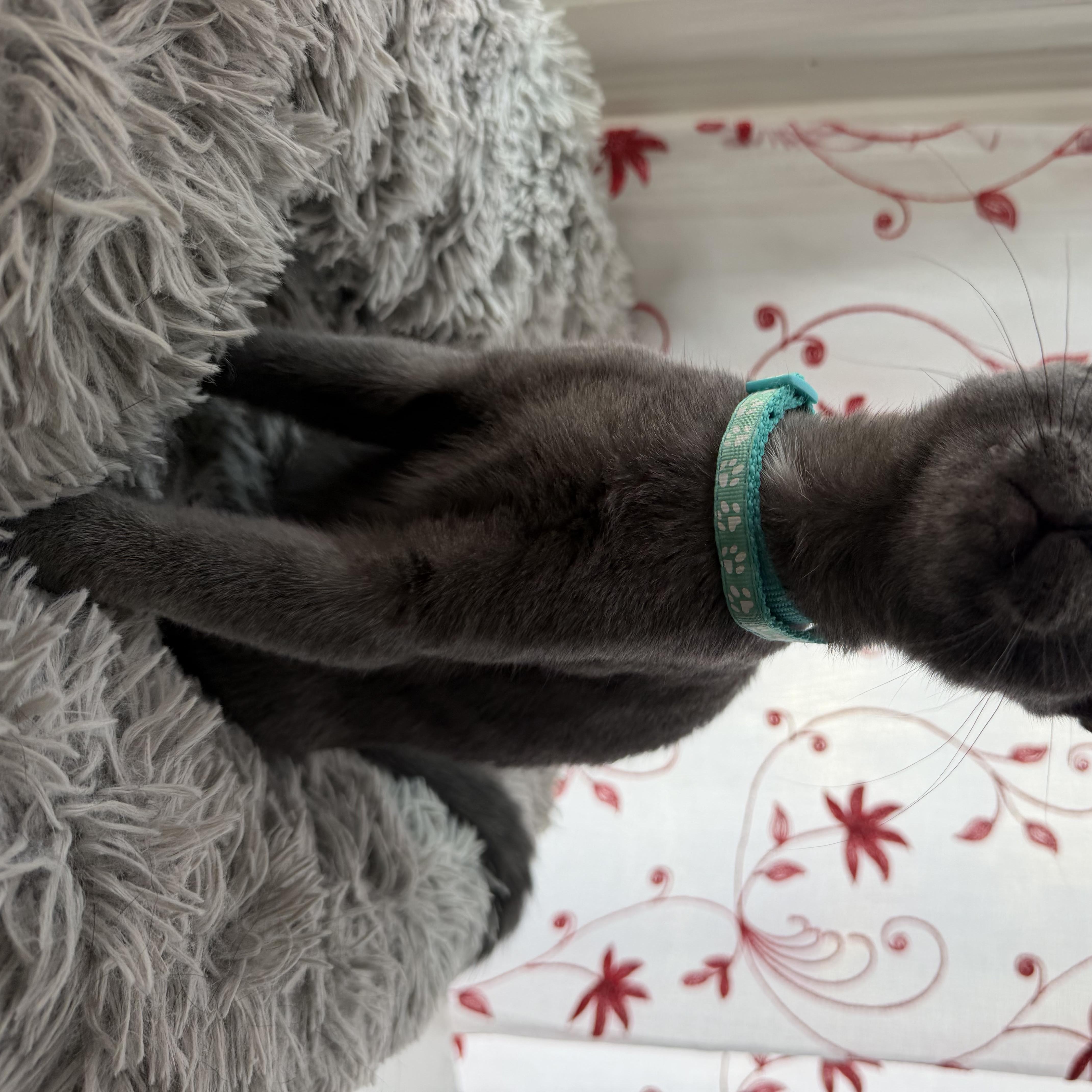 A baby medium-sized male Gray / Blue / Silver Domestic Short Hair cat named Blue for adoption in Newark, NJ