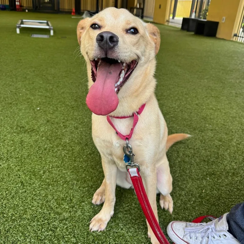 A young large-sized female Apricot / Beige Labrador Retriever dog named Sundae for adoption in West Palm Beach, FL