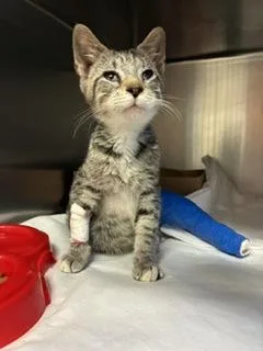 A baby small-sized male Domestic Short Hair cat named Limp Bizkit for adoption in Gainesville, FL