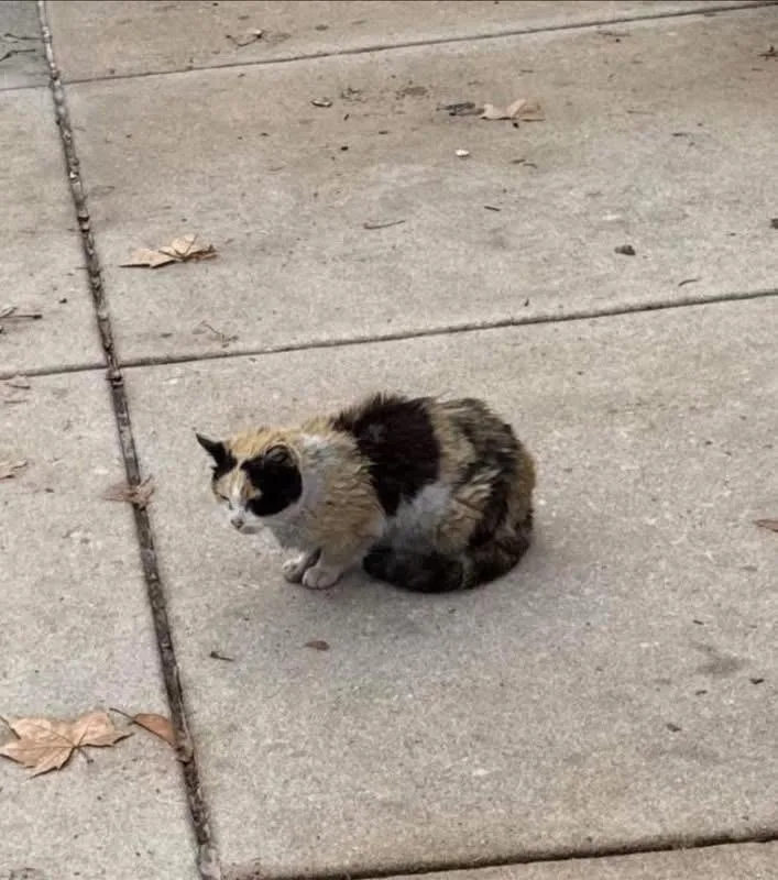 A senior medium-sized female Calico American Curl cat named Evelina for adoption in Philadelphia, PA
