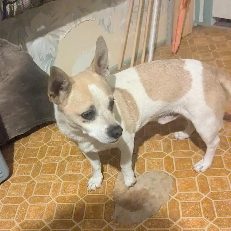 A baby small-sized male White / Cream Chihuahua dog named Oggy for adoption in Tacoma, WA