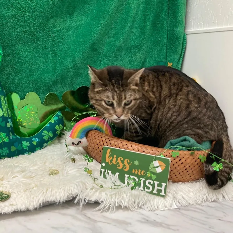 Claressa Shields thumbnail 2