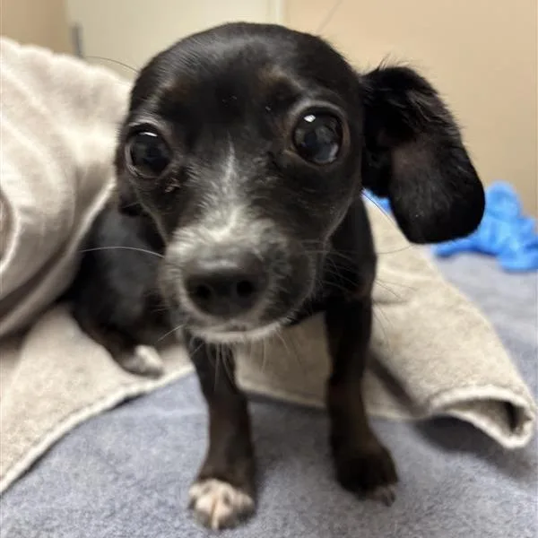 A young small-sized female Black Chihuahua dog named Berry Fairy for adoption in Tempe, AZ