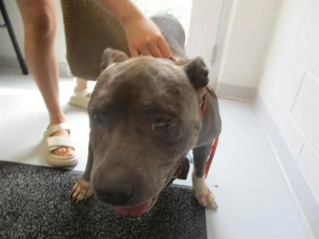 An adult large-sized male Staffordshire Bull Terrier dog named A for adoption in Ocala, FL