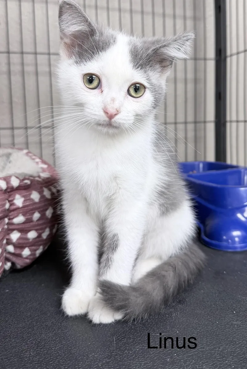 A young medium-sized male Gray & White Domestic Short Hair cat named Linus for adoption in Sylacauga, AL