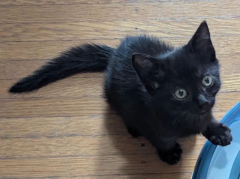 A young medium-sized male Black American Shorthair cat named Cherry for adoption in Rochester, NY